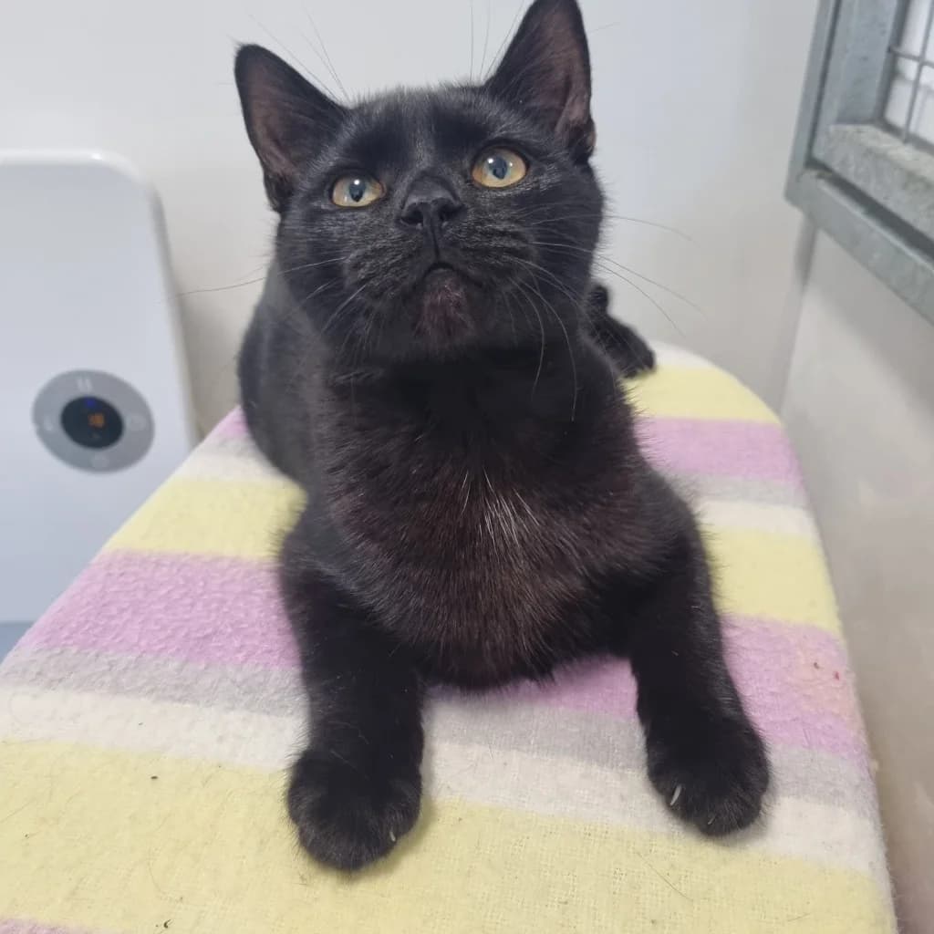 Copper – 7 Month Old Male, Mixed Breed Cat (Rain Rescue)