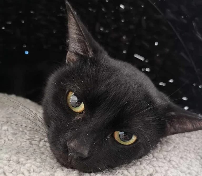 Harry- 2 Year Old Male, Mixed Breed Cat (Rain Rescue)