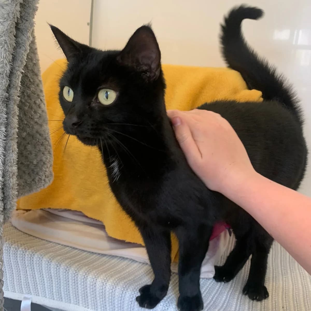 Maggie – 8 Year Old Female, Mixed Breed Cat (Rain Rescue)
