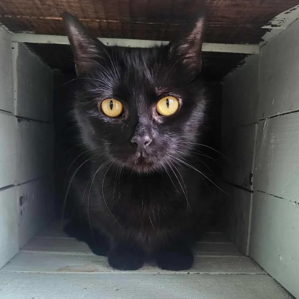 Wendy-2 Year Old Female, Mixed Breed Cat (Rain Rescue)