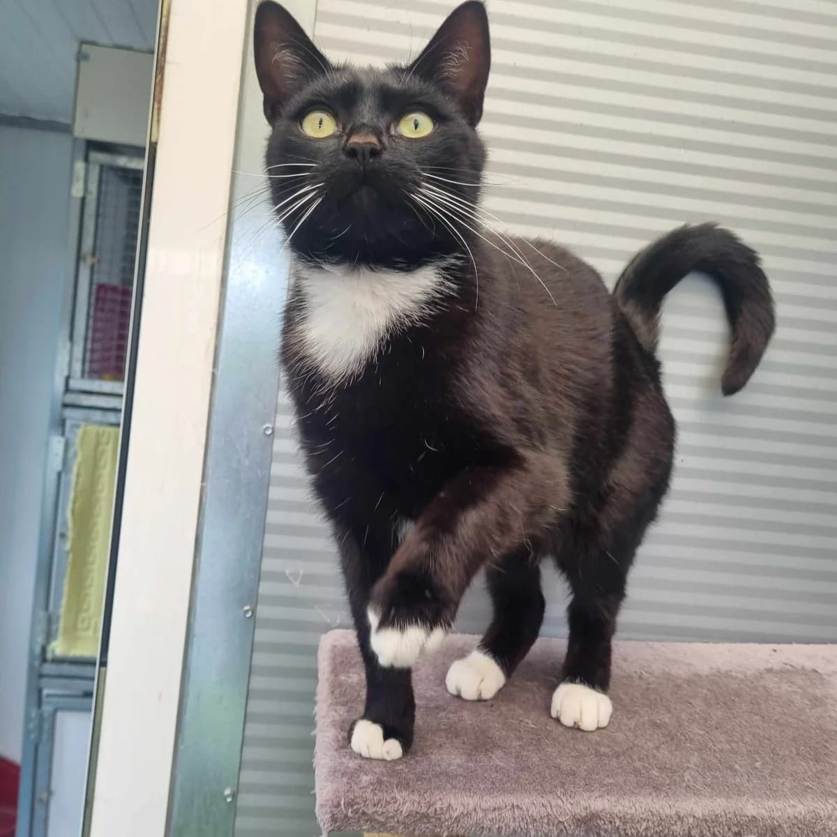 Bumble- 2 Year Old Male, Mixed Breed Cat (Rain Rescue)