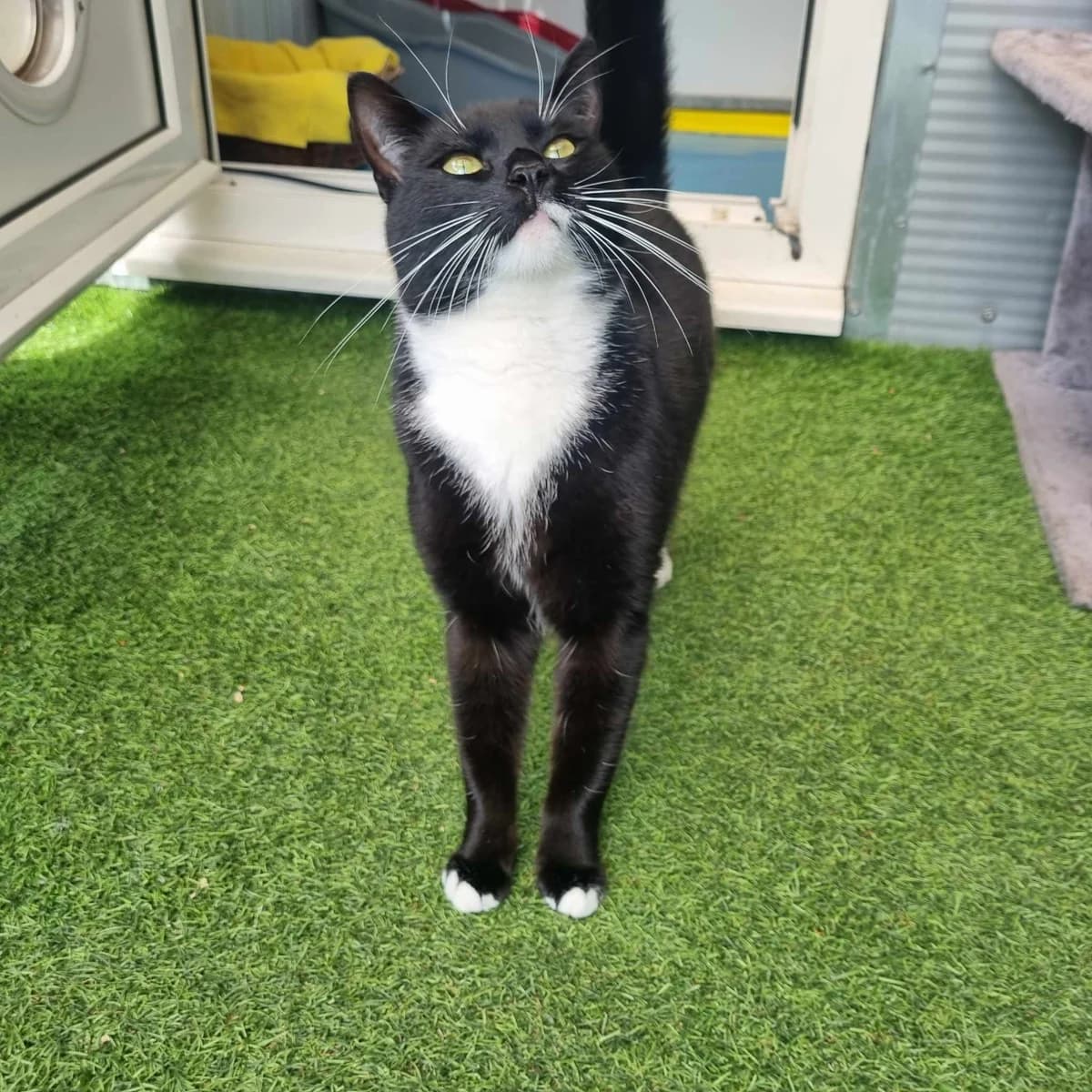 Bee- 2 Year Old Female, Mixed Breed Cat (Rain Rescue)