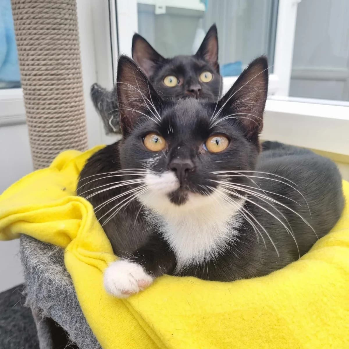 Tinks- 4 Month Old Female, Mixed Breed Cat (Rain Rescue)