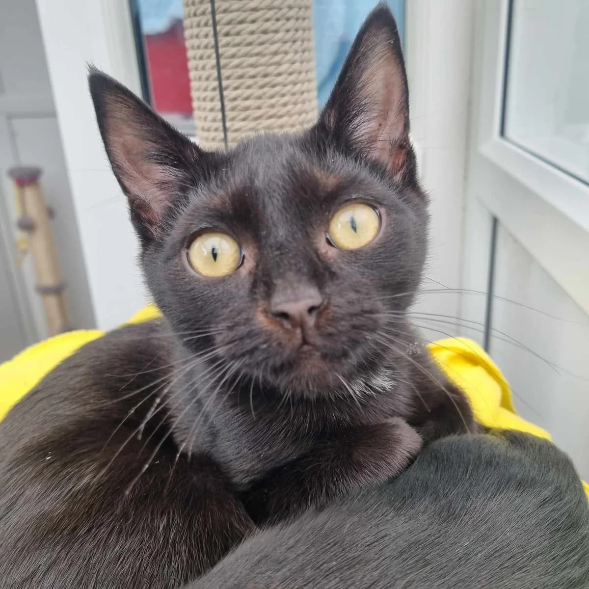 Bailey- 4 Month Old Male, Mixed Breed Cat (Rain Rescue)
