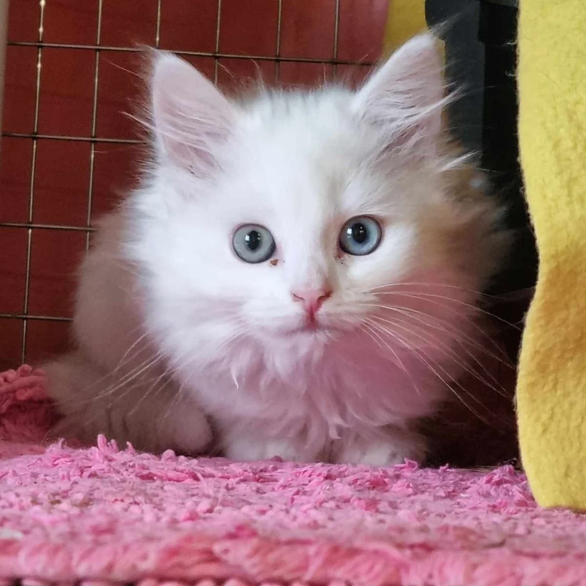 Yeti – 9 Week Old Female, Mixed Breed Cat (Rain Rescue)