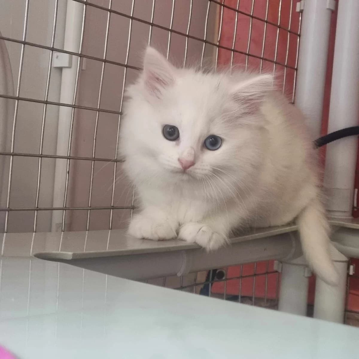 Marshmellow – 9 Week Old Female, Mixed Breed Cat (Rain Rescue)
