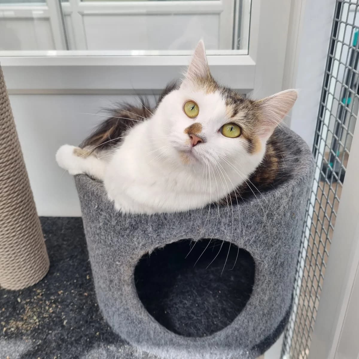 Amelia – 2 Year Old Female, Mixed Breed Cat (Rain Rescue)