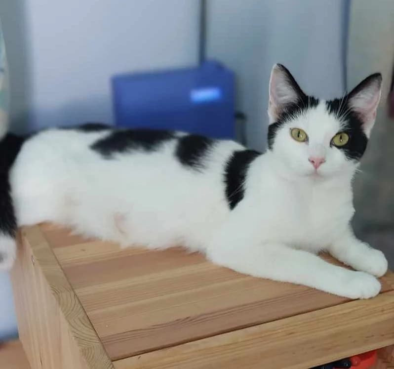 Swifty- 2 Year Old Female, Mixed Breed Cat (Rain Rescue)