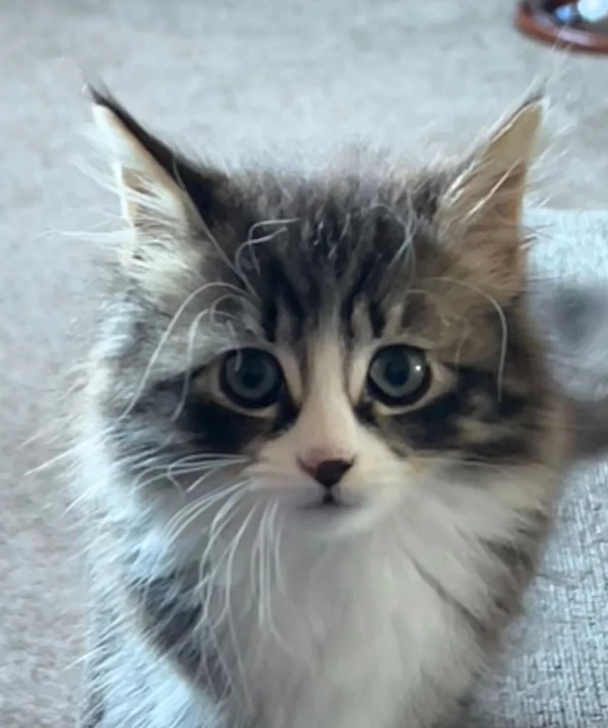 Peach- 9 Week Old Female,  (Rain Rescue)