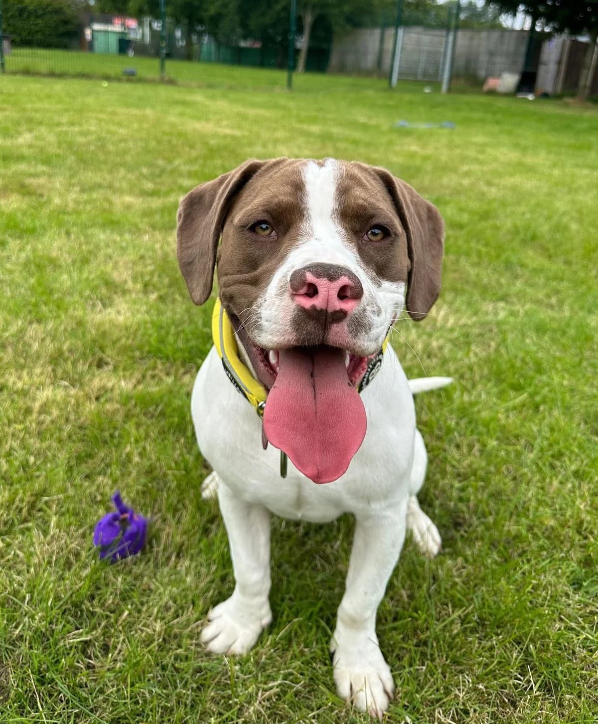 Milo – 7 Month Old Male Cockerbull RESERVED, male Cocker Spaniel for adoption at Rain Rescue