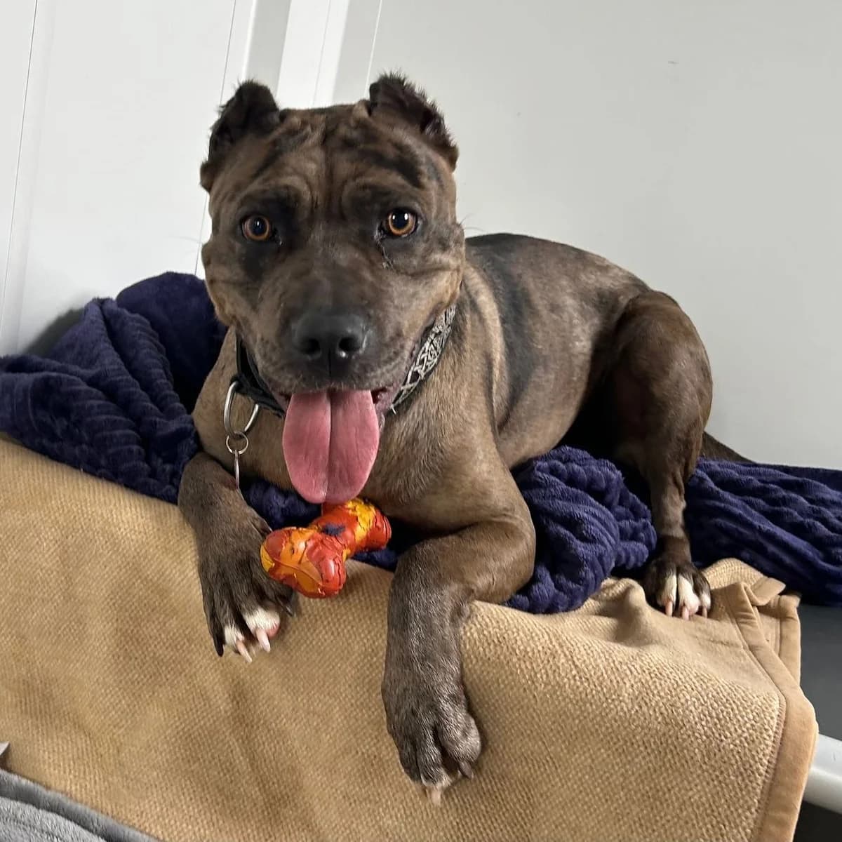 Precious – 2 Year Old Female Mixed Breed RESERVED, female Cane Corso for adoption at Rain Rescue