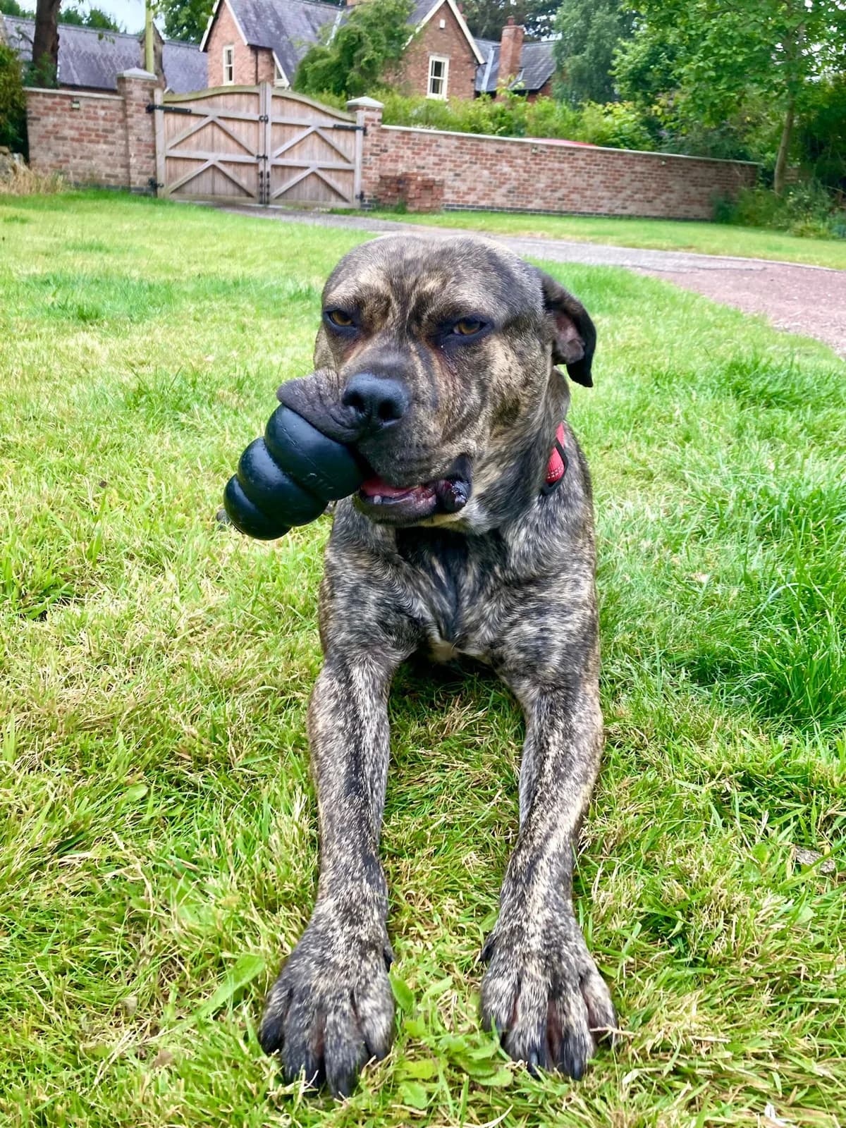 Simba – 1 Year Old Male Mixed Breed, male Cane Corso for adoption at Rain Rescue
