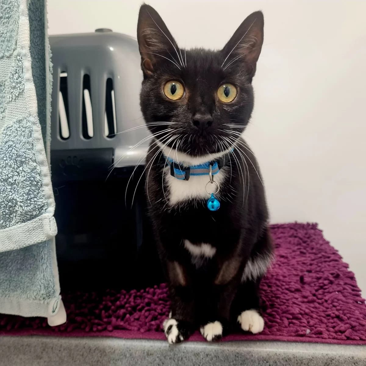 Ellie – 10 Month Old Kitten, Mixed Breed Cat (Rain Rescue)