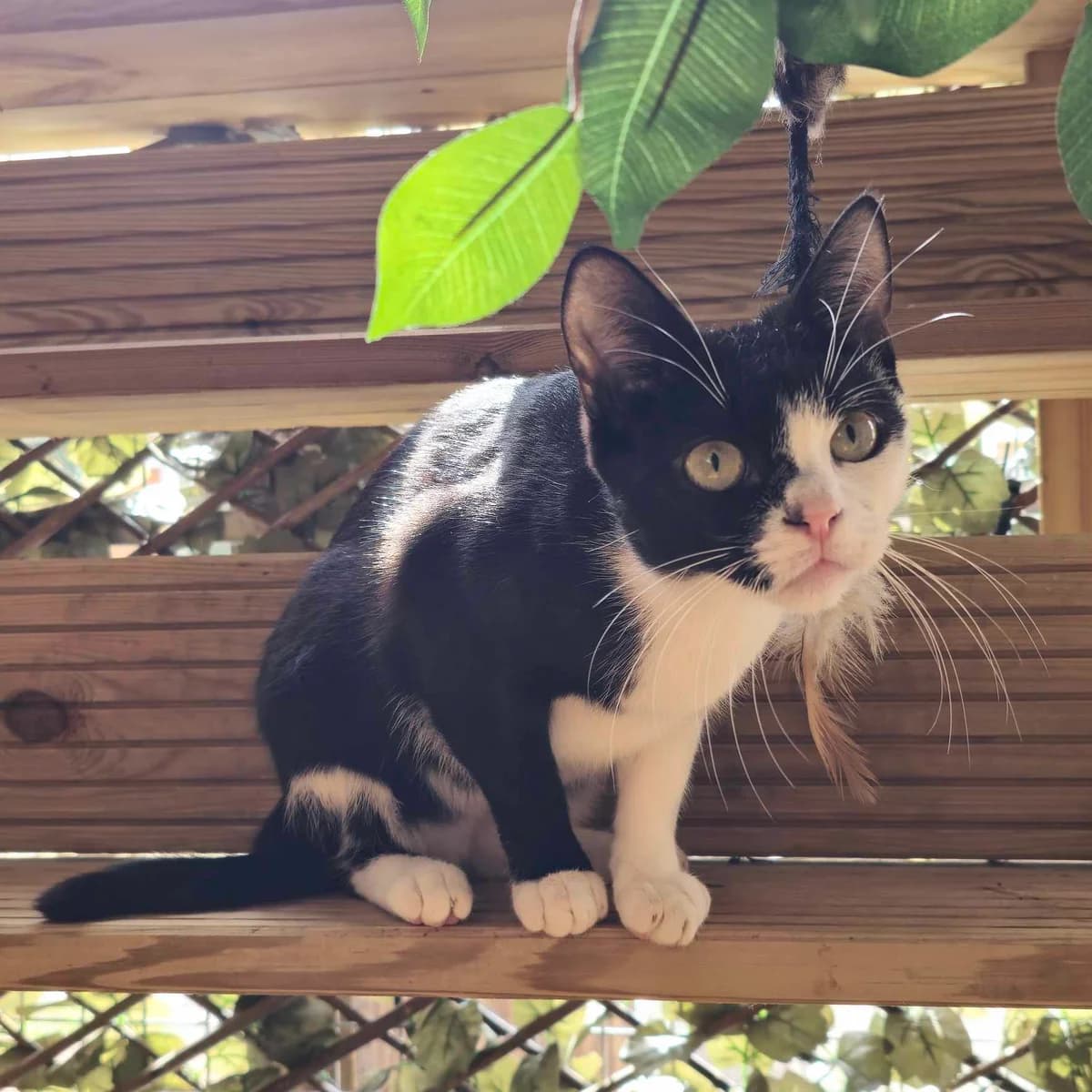 Stumpy- 1 Year Old Female, Mixed Breed Cat (Rain Rescue)