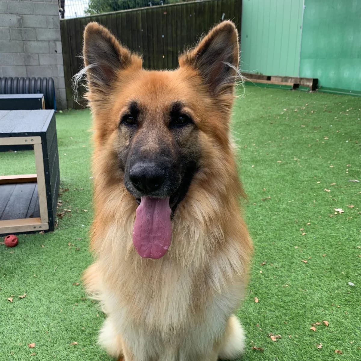Hathaway – 2 Year Old Male – German Shepherd, male young mixed breed for adoption at Rain Rescue