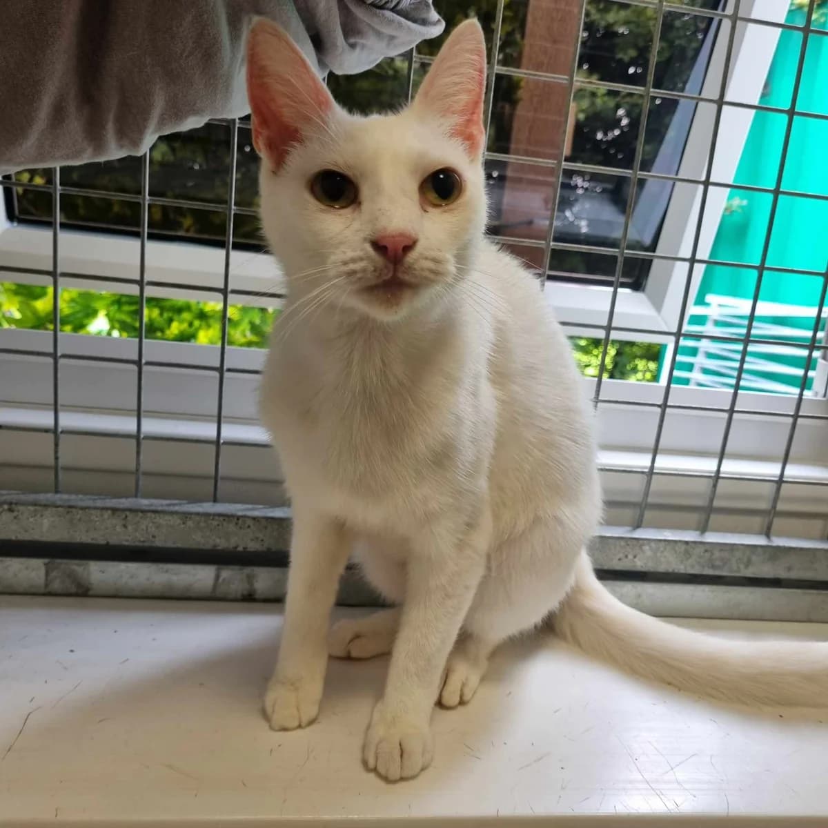 Snowflake- 2 Year Old Female, Mixed Breed Cat (Rain Rescue)
