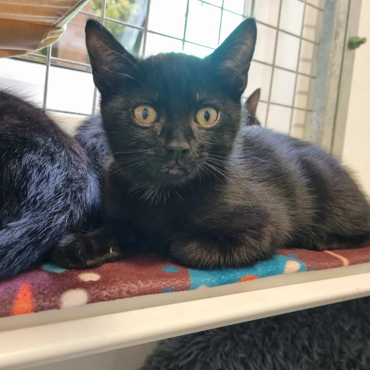 Harry- 9 Week Old Male, male Mixed Breed Cat for adoption at Rain Rescue