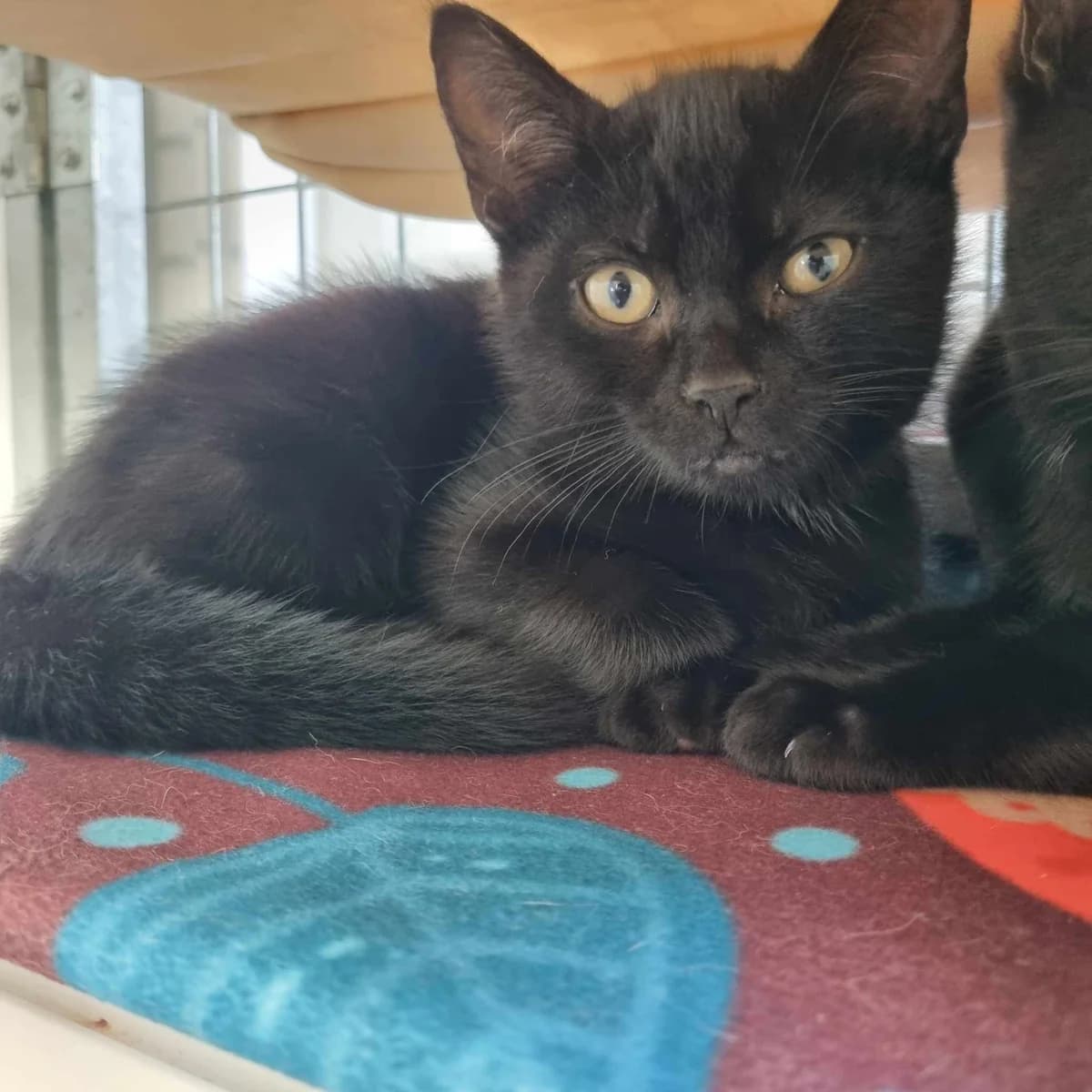 Ron- 9 Week Old Male, Mixed Breed Cat (Rain Rescue)