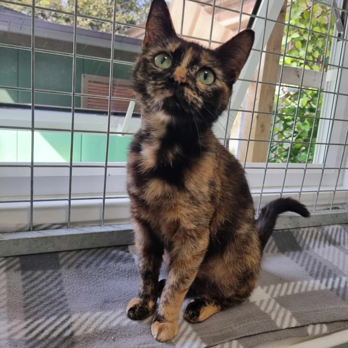 Peanut- 2 Year Old Female, Mixed Breed Cat (Rain Rescue)