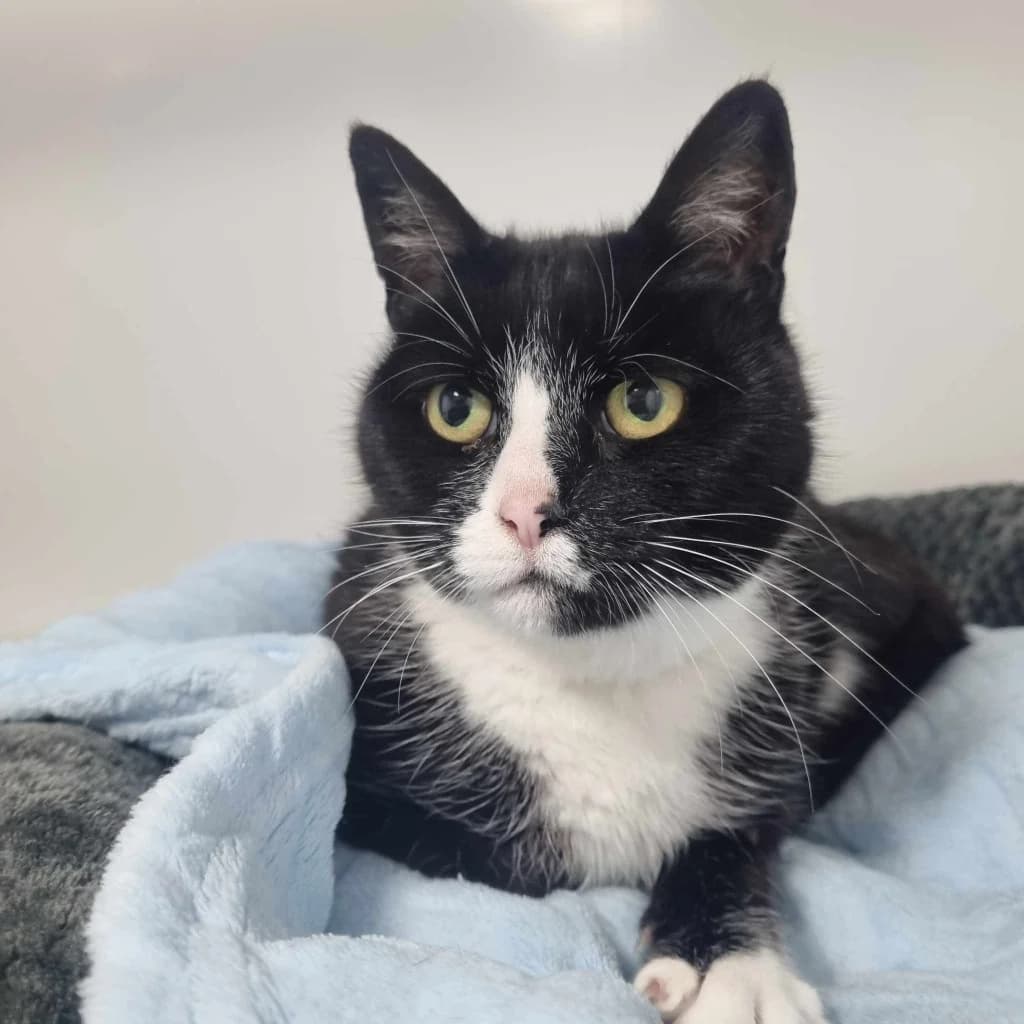 Mow-4 Year Old Female, female Mixed Breed Cat for adoption at Rain Rescue