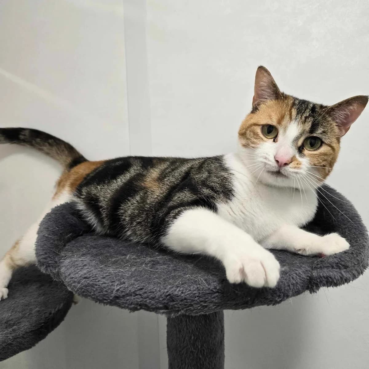 Arya-3 Year Old Female, female Mixed Breed Cat for adoption at Rain Rescue