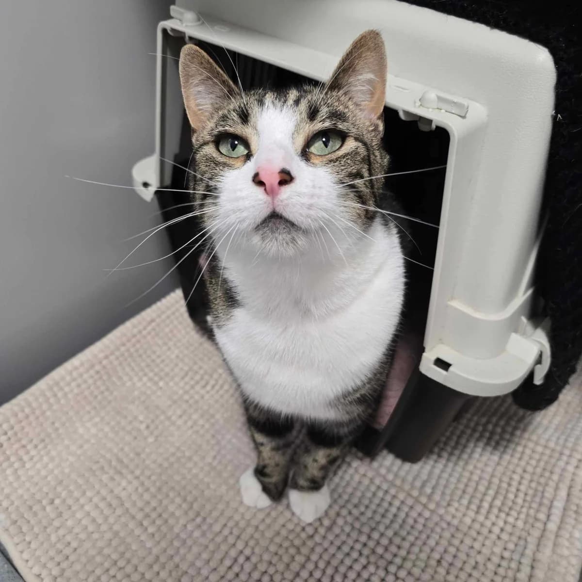 Gendry-3 Year Old Male, male Mixed Breed Cat for adoption at Rain Rescue