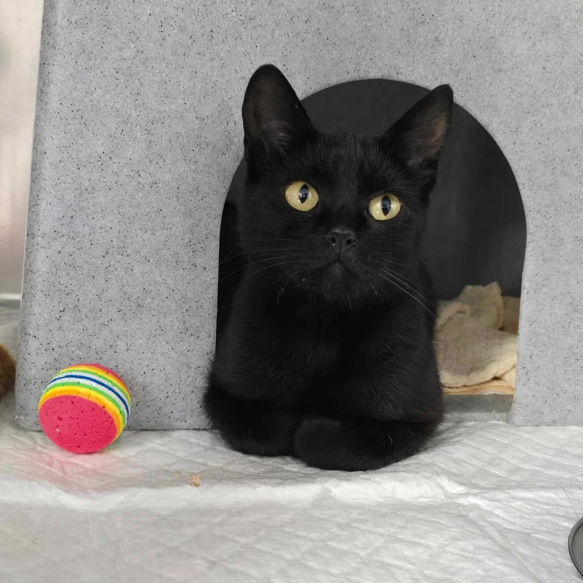 Dory-7 Month Old Female- Available Soon, female Mixed Breed Cat for adoption at Rain Rescue