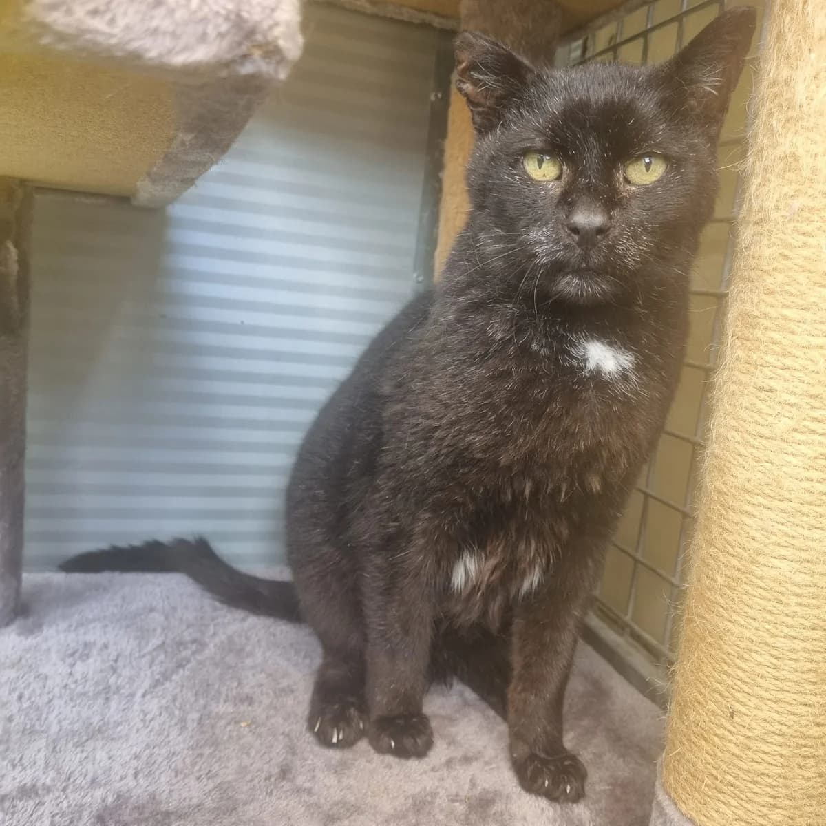 Eric- 15 Year Old Male, Mixed Breed Cat (Rain Rescue)
