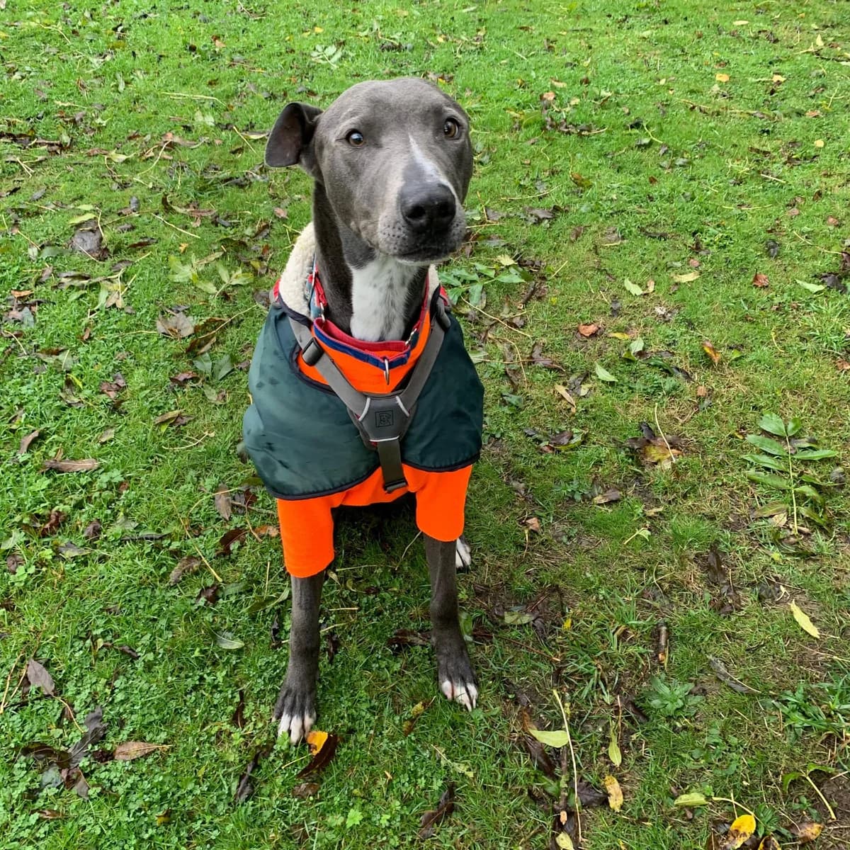 Diesel – 6 Year Old Male Lurcher X Staffy, male Lurcher for adoption at Rain Rescue