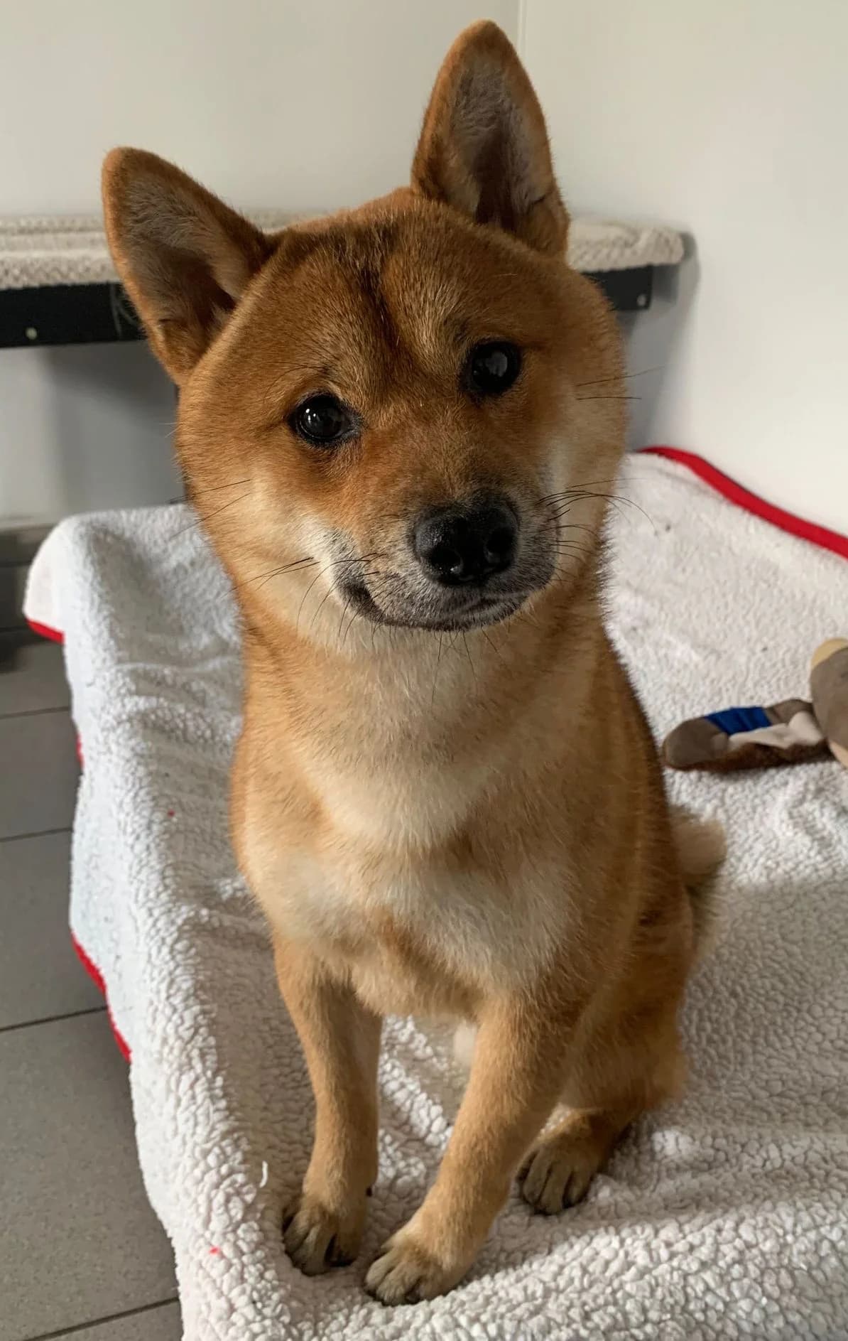 Onigiri – 1 Year Old Male Shiba Inu – Available from 8th September, male Shiba Inu for adoption at Rain Rescue