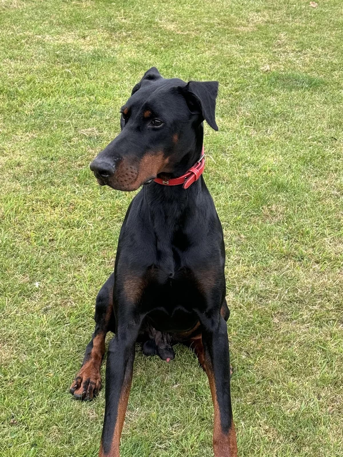 Jolly – 1 Year – Male – Doberman – Available Soon, male young Doberman for adoption at Rain Rescue