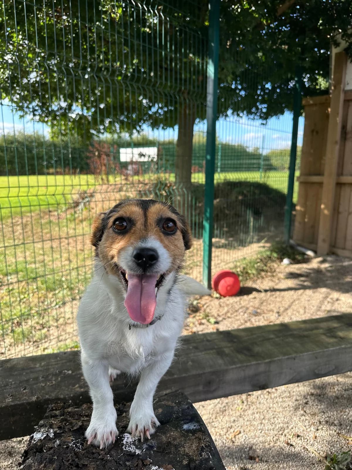 Tiny – 3 Year Old Female Jack Russell – RESERVED, female Jack Russell Terrier for adoption at Rain Rescue