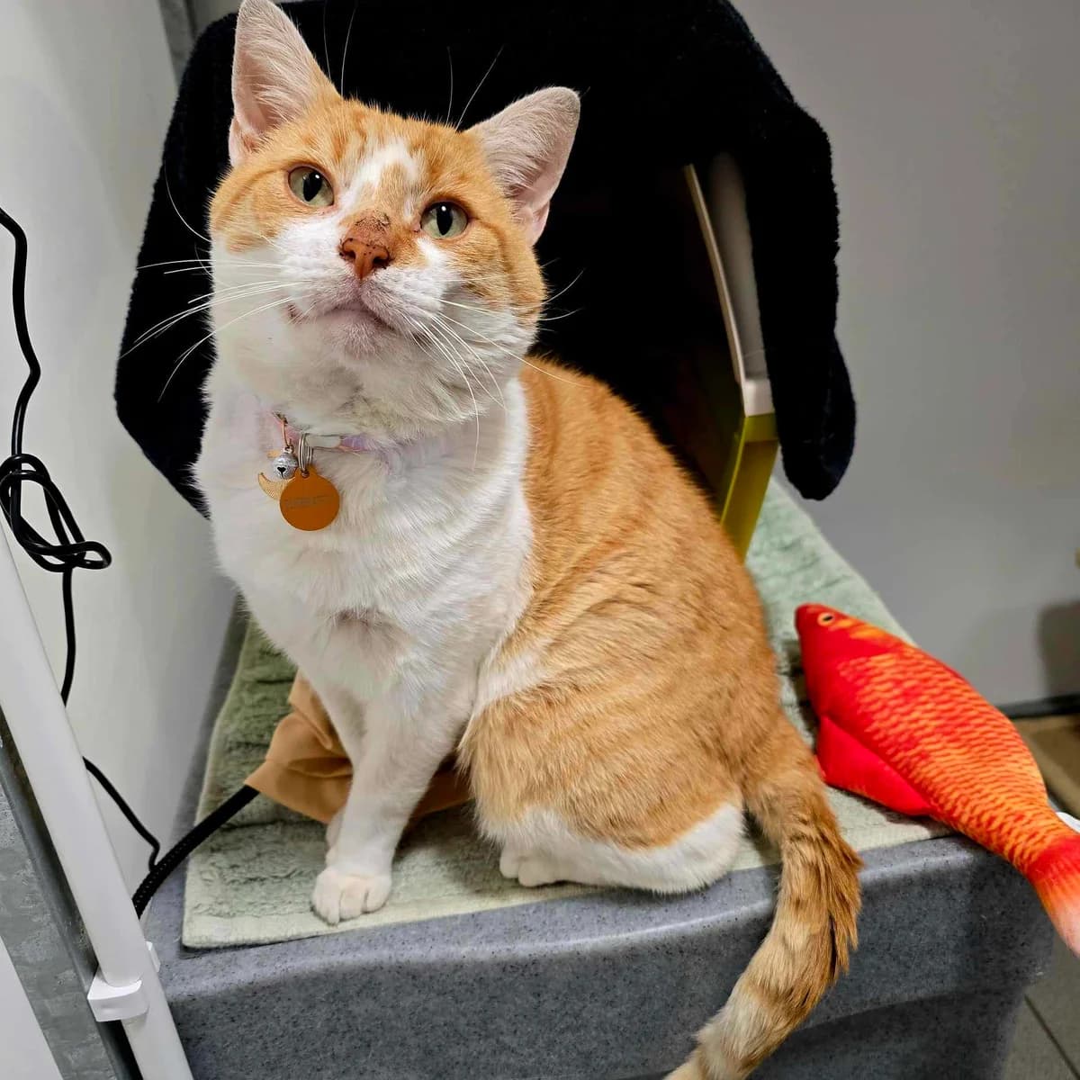 Sunny- 5 Year Old Male- INDOOR ONLY, male Mixed Breed Cat for adoption at Rain Rescue