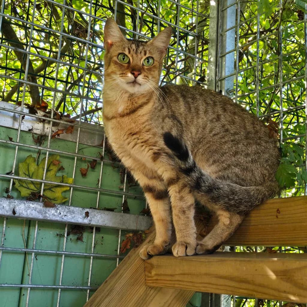 Cinders-3 Year Old Female,  (Rain Rescue)