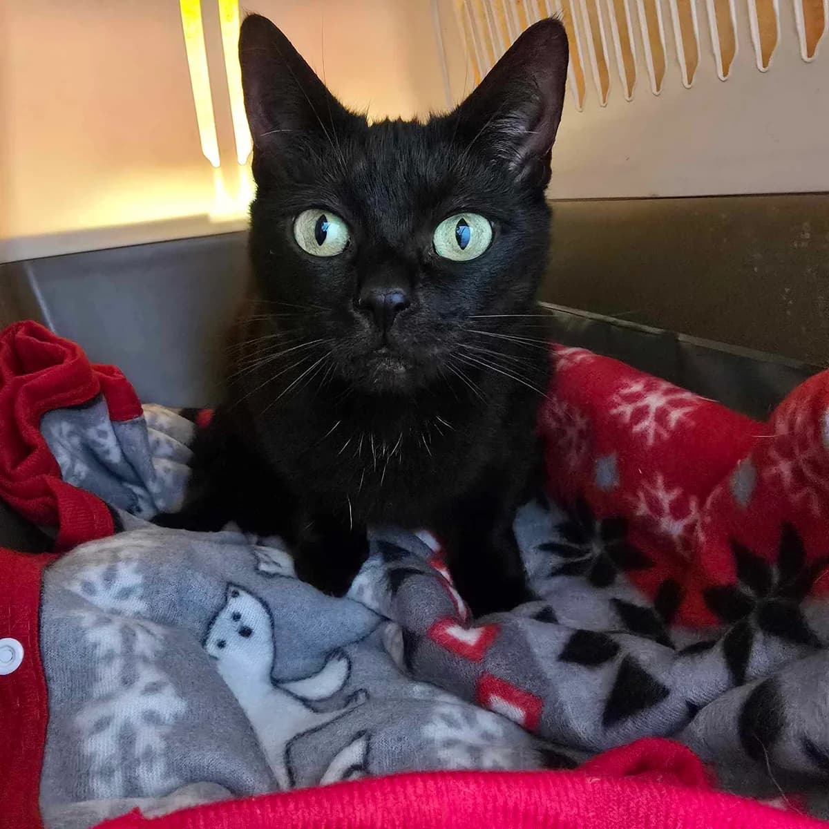 Butternut- 3 Year Old Female, female Mixed Breed Cat for adoption at Rain Rescue