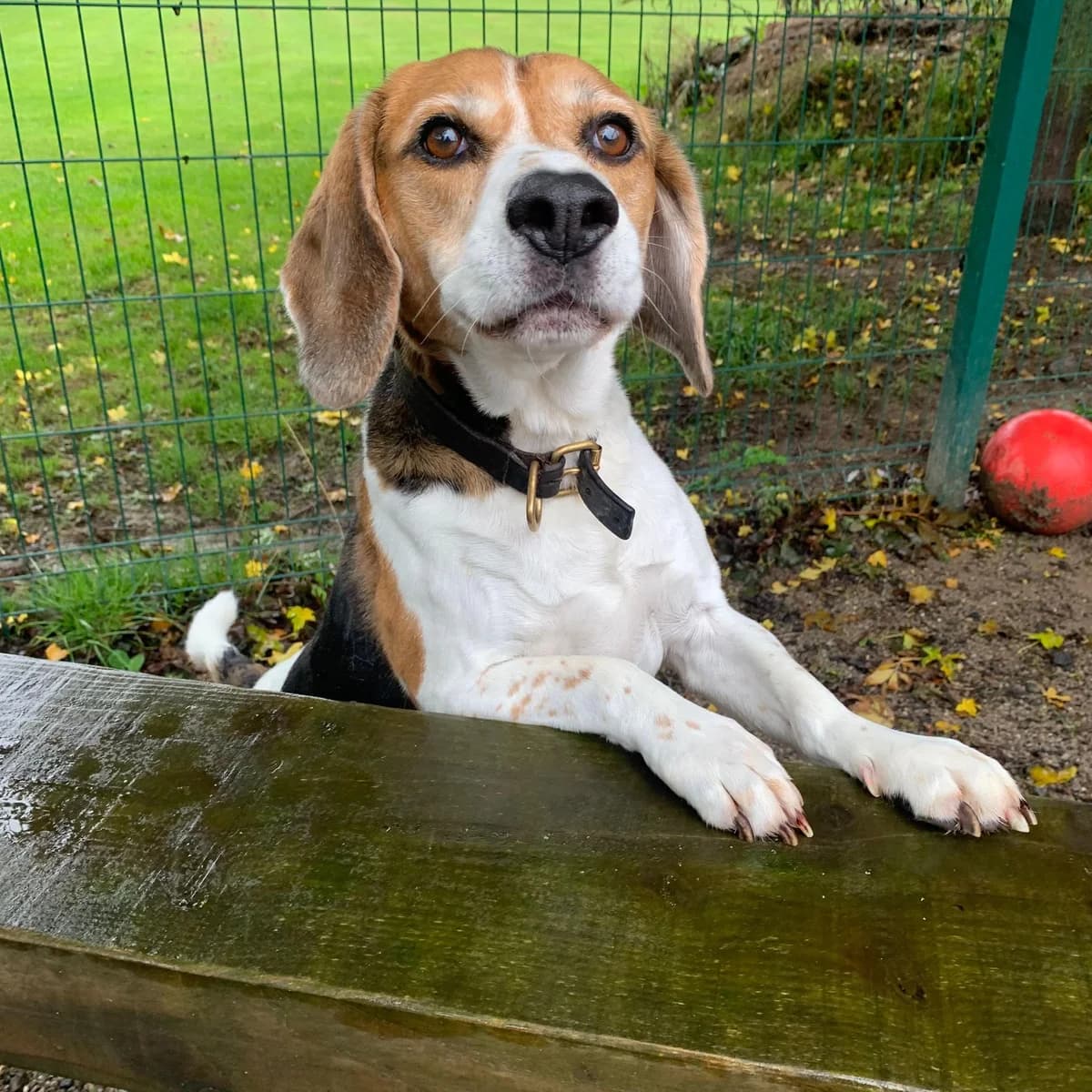 Chester – Beagle – 9 Yrs – Male – RESERVED, male Beagle for adoption at Rain Rescue