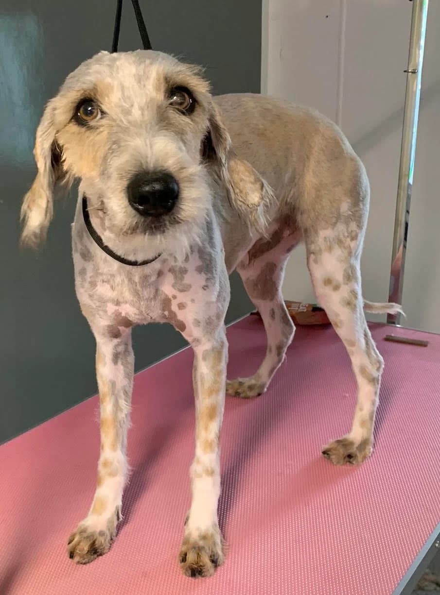 Rocket – Lurcher Terrier Cross – Male – 1 Yrs – RESERVED, male young Lurcher for adoption at Rain Rescue