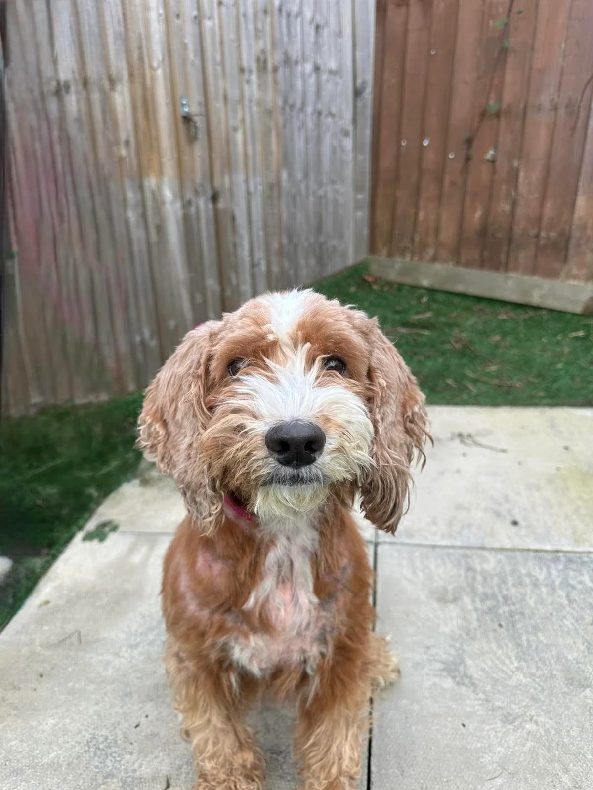 Bailey – 7 Year – Cockapoo – Female RESERVED, female Cockapoo for adoption at Rain Rescue