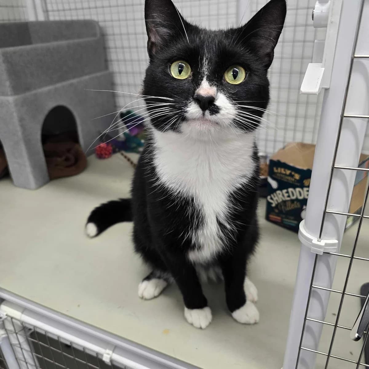 Creed – 2 Year Old Male, male puppy Mixed Breed Cat for adoption at Rain Rescue