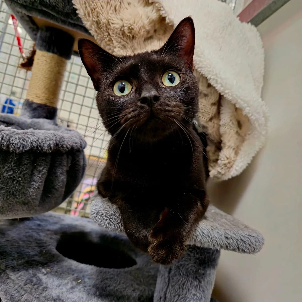 Buffy – 2 Year Old Female, Mixed Breed Cat (Rain Rescue)