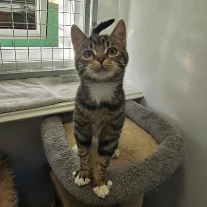 Foden- 19 Week Old Male, male Mixed Breed Cat for adoption at Rain Rescue
