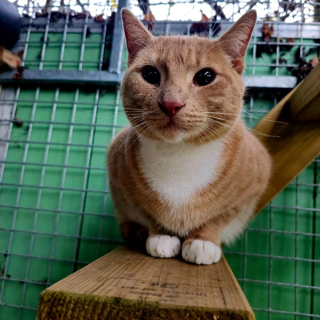 Luke- 1 Year Old Male, male Mixed Breed Cat for adoption at Rain Rescue