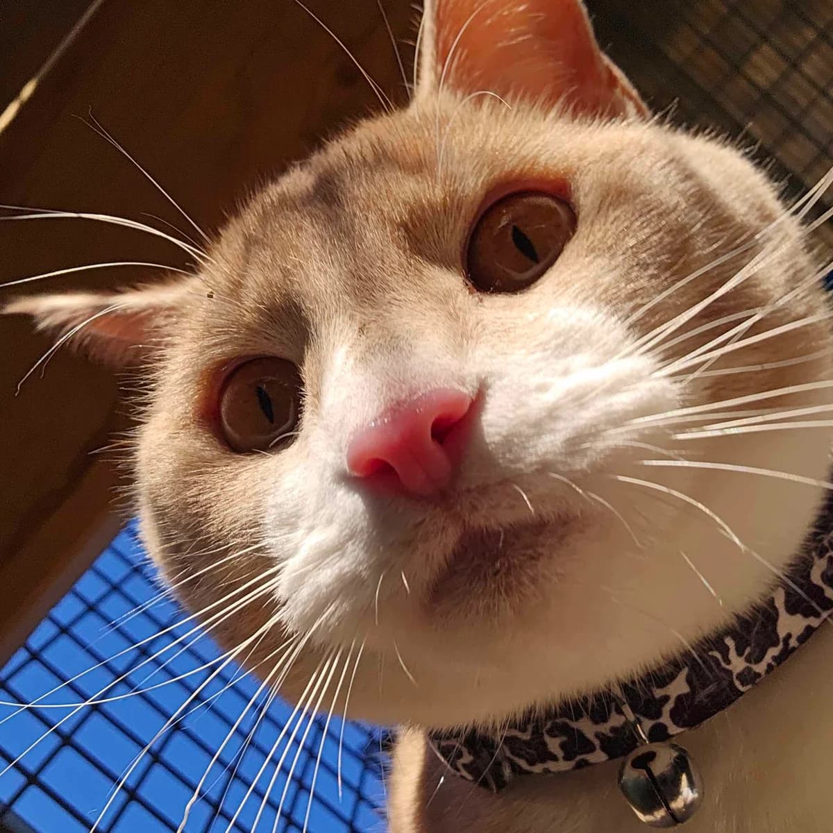 Yoda- 1 Year Old Male, male Mixed Breed Cat for adoption at Rain Rescue