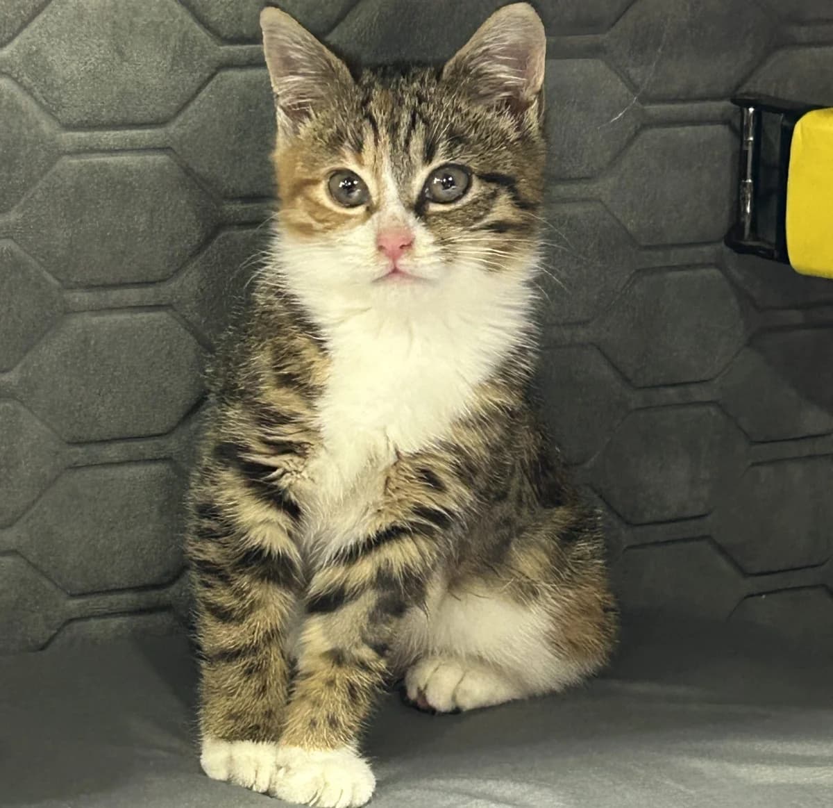 Pip- 9 Week Old Kitten, Mixed Breed Cat (Rain Rescue)