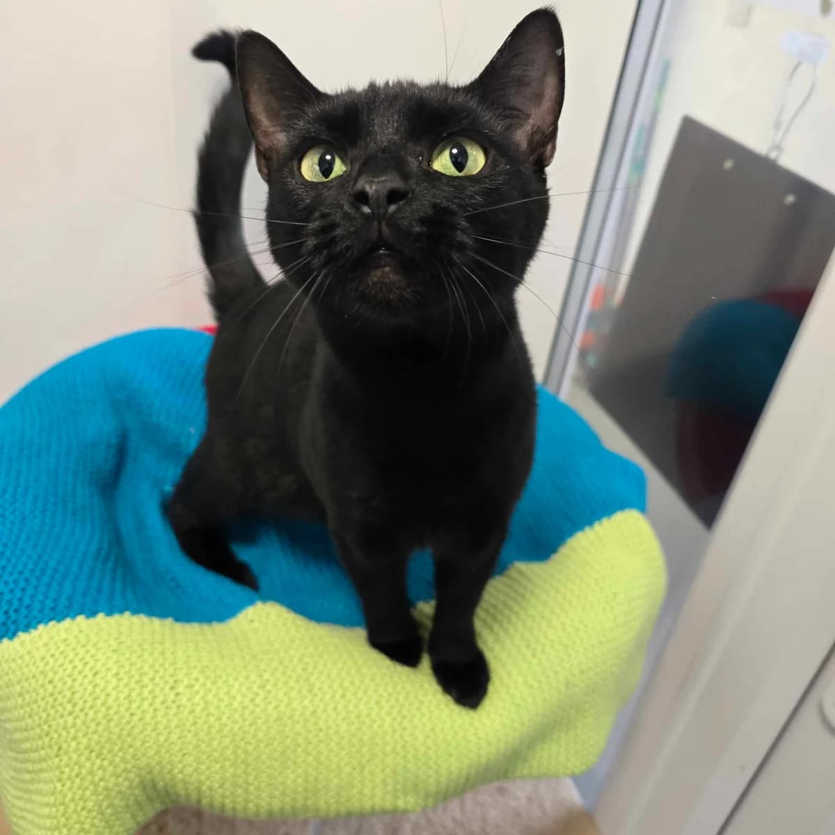 Sprout-2 Year Old Female, Mixed Breed Cat (Rain Rescue)