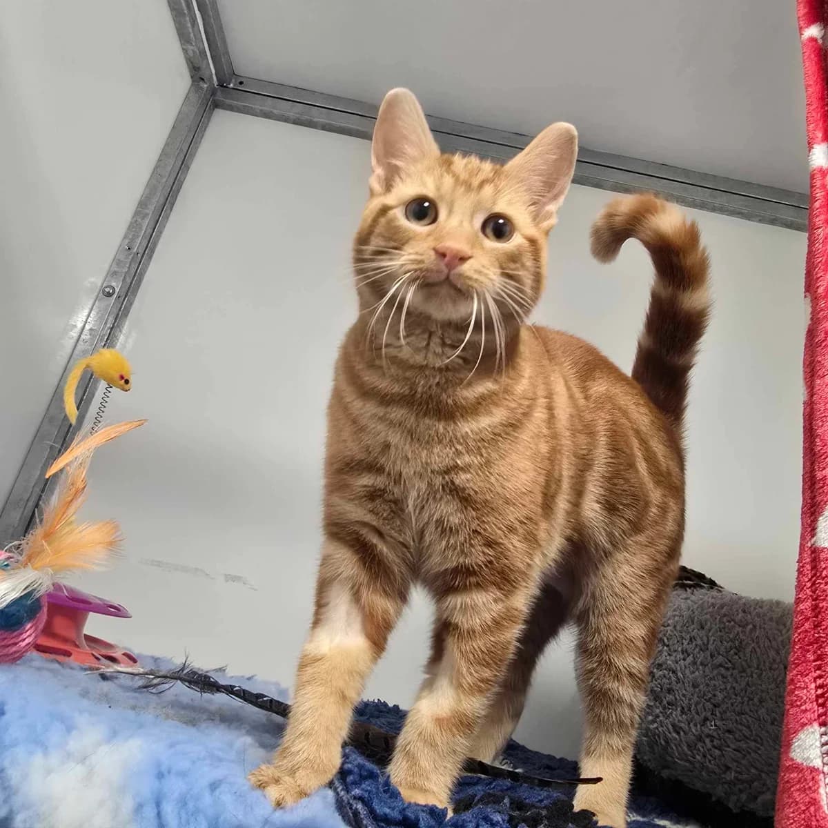 Whiskey- 4 Month Old Male, male Mixed Breed Cat for adoption at Rain Rescue