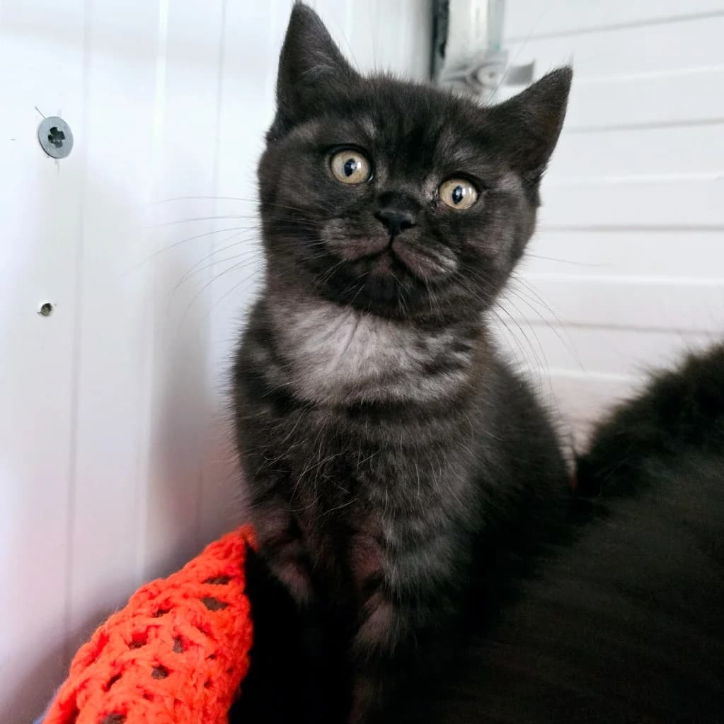 Cindy- 10 Week Old Female,  (Rain Rescue)