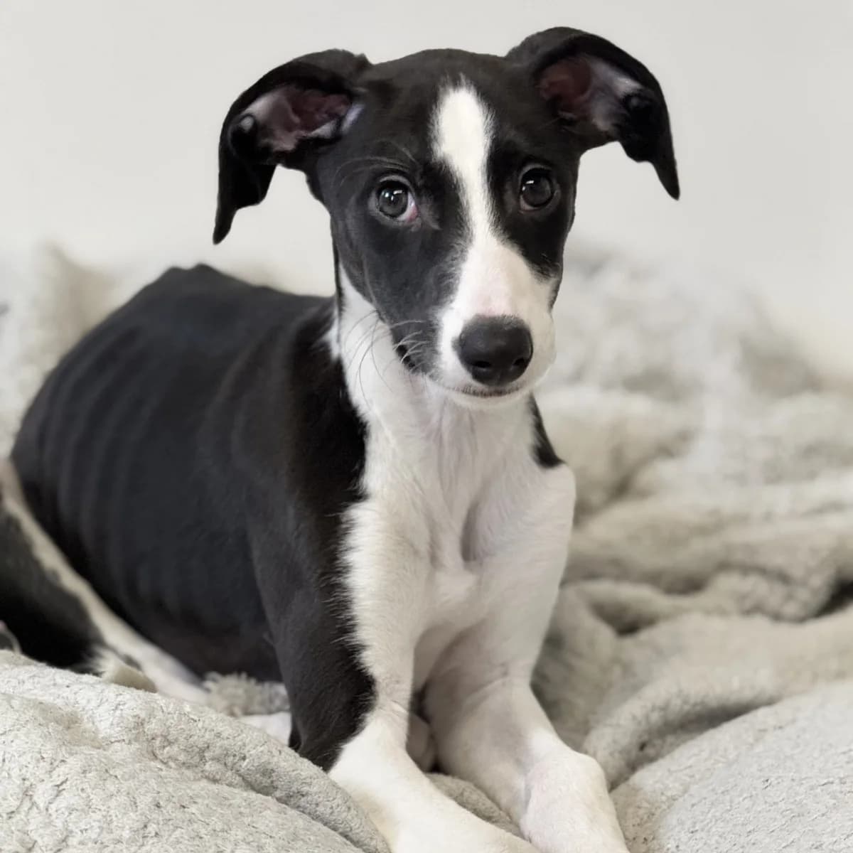 Shadow – Male – Lurcher x 10 weeks, male Lurcher for adoption at Rain Rescue
