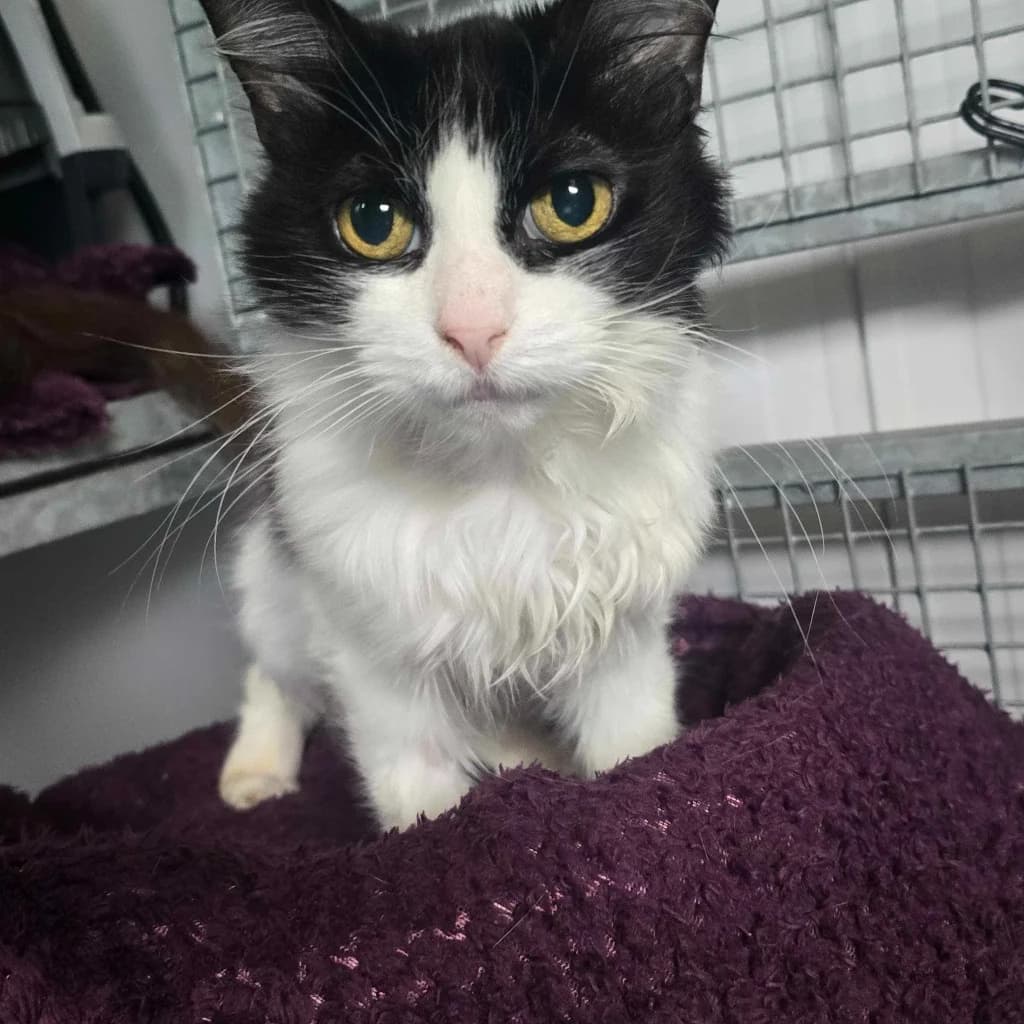 Tiny- 14 Year Old Female,  (Rain Rescue)