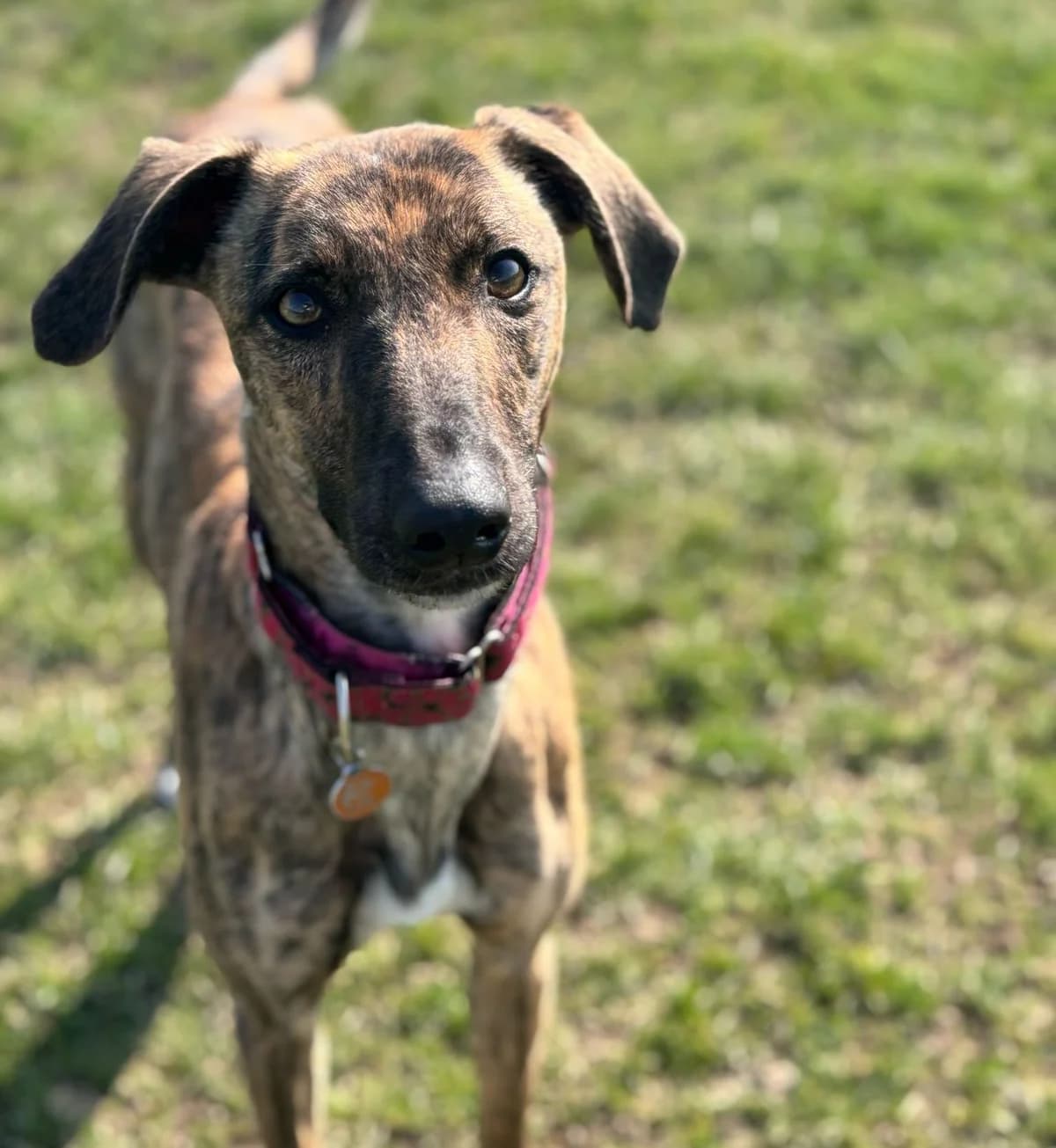 Willow – 3 Years Old Lurcher- RESERVED, female Lurcher for adoption at Rain Rescue